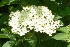 cl9-vjerovanje-u-drvece_clip_image004